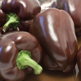 Chocolate Bell, Pepper Seeds