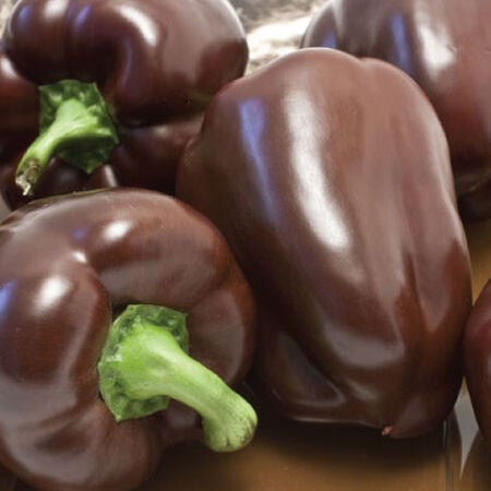 Chocolate Bell, Pepper Seeds image number null