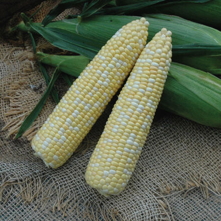 Superb MXR, (F1) Corn Seed - Packet image number null