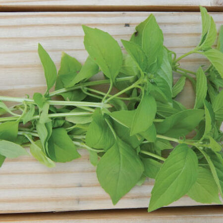 Lime, Basil Seeds - Packet image number null