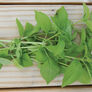 Lime, Basil Seeds - Packet thumbnail number null