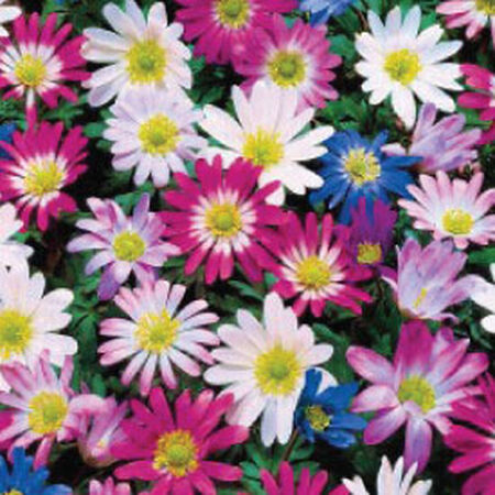 Blanda Mix, Anemone image number null