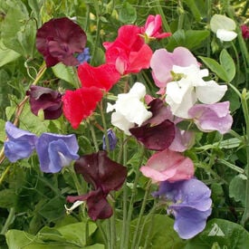 Royal Family Mix, Sweet Pea Seeds