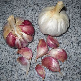 Ajo Rojo, Garlic