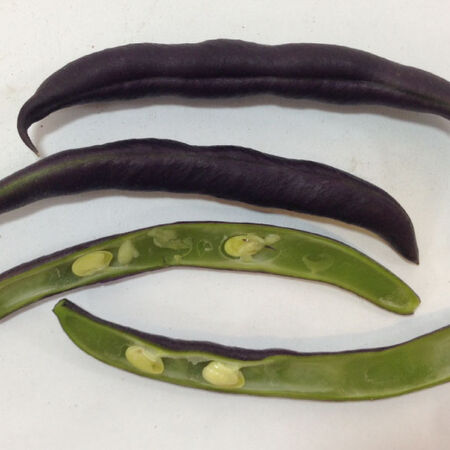 Royal Burgundy, Bean Seeds - 1 Pound image number null