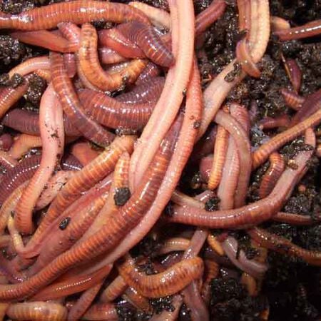 Giant Red Wiggler Worms, Composting image number null