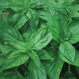 Sweet Genovese, Organic Basil Seeds