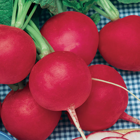 Butter Globe, Radish Seeds - Packet image number null