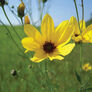 Tall, Coreopsis Seeds - Packet thumbnail number null