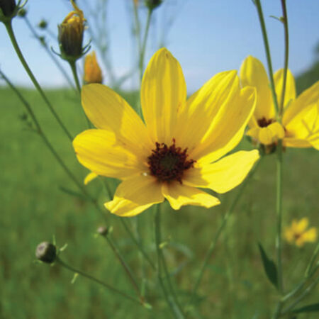 Tall, Coreopsis Seeds - Packet image number null
