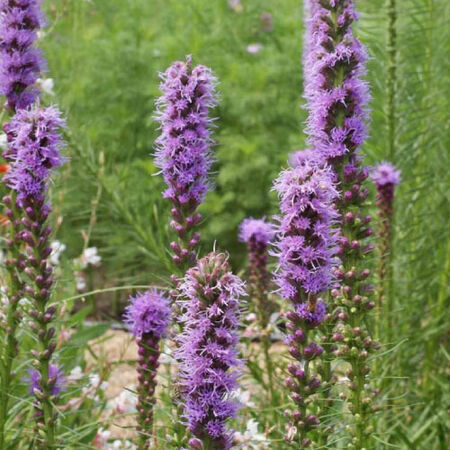 Gayfeather, Liatris Seeds - Packet image number null