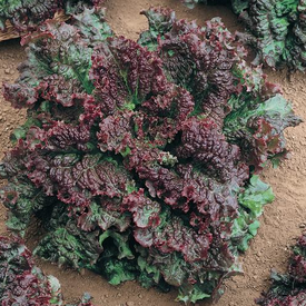 Gabriella, Lettuce Seeds