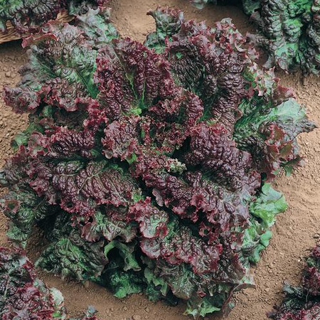 Gabriella, Lettuce Seeds - 1/4 Ounce image number null