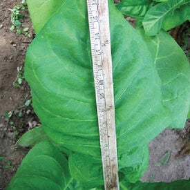 Magnolia, Tobacco Seed