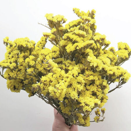 QIS Yellow, Statice Seeds - 5,000 Seeds image number null