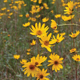 Western, Sunflower Seed