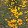 Western, Sunflower Seed - Packet thumbnail number null