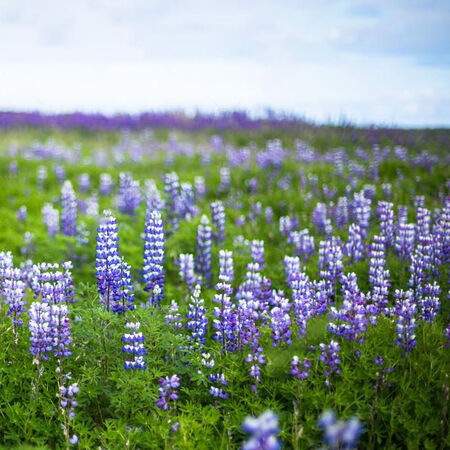 Texas Bluebonnet, Lupine Seeds - Packet image number null