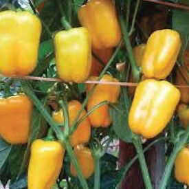 Yellow Petite Bell, (F1) Pepper Seeds