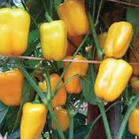 Yellow Petite Bell, Pepper Seeds - Packet image number null