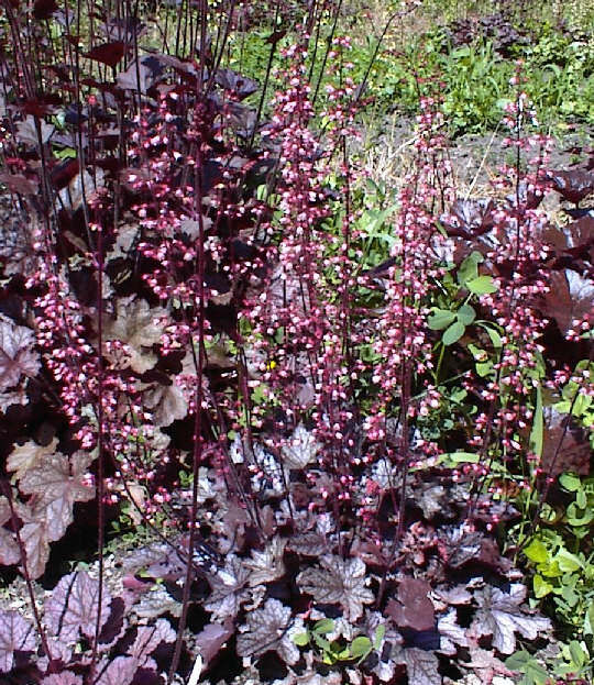 Purple shop coral bells
