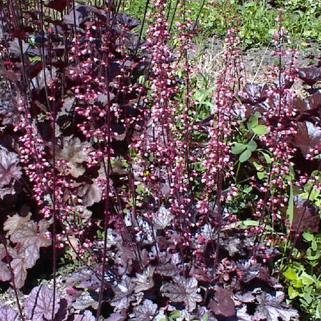 Coral Bell's Purple Palace, Heuchera Seeds - Packet image number null