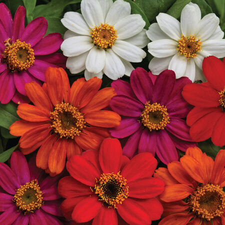 AAS Mix Profusion, Zinnia Seeds - Packet image number null