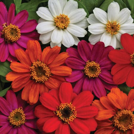 AAS Mix Profusion, Zinnia Seeds image number null
