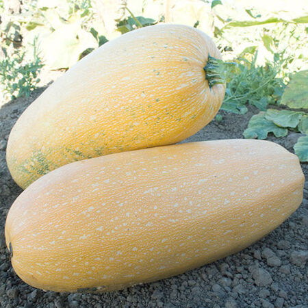 Goldetti F1, Squash Seeds - Packet image number null
