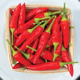 Super Chili, (F1) Pepper Seeds