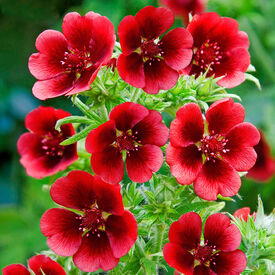 Monarch's Velvet, Potentilla Seeds