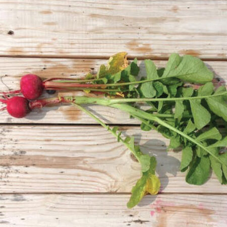 Cherry Belle, Radish Seeds - 25 Pounds image number null