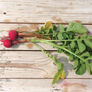 Cherry Belle, Radish Seeds - 25 Pounds thumbnail number null