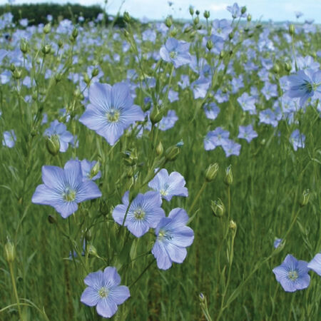 Common Flax, Brassicas - 1 Pound image number null