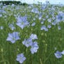 Common Flax, Brassicas - 1 Pound thumbnail number null