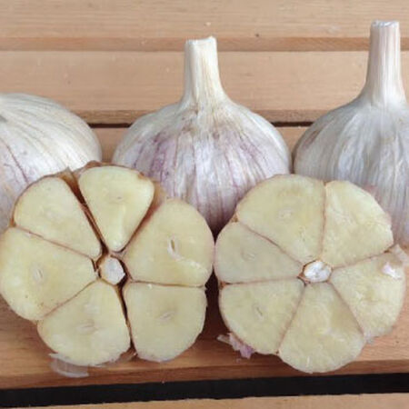 Italian Red, Garlic Bulbs image number null