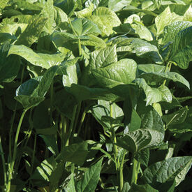 Iron and Clay, Cowpea Seeds