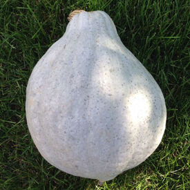 Blue Hubbard, Squash Seeds