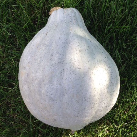 Blue Hubbard, Squash Seeds - Packet image number null