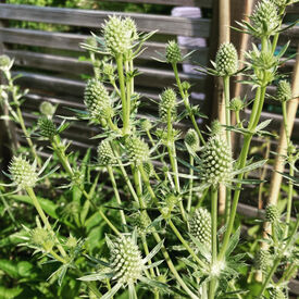 White Glitter, Eryngium Seeds