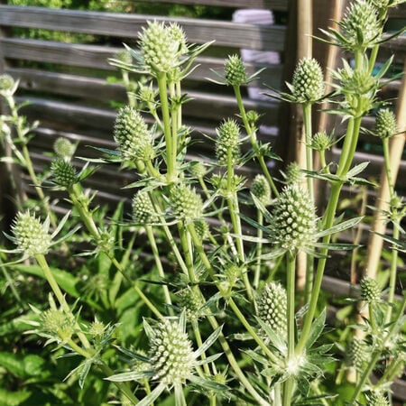 White Glitter, Eryngium Seeds - Packet image number null