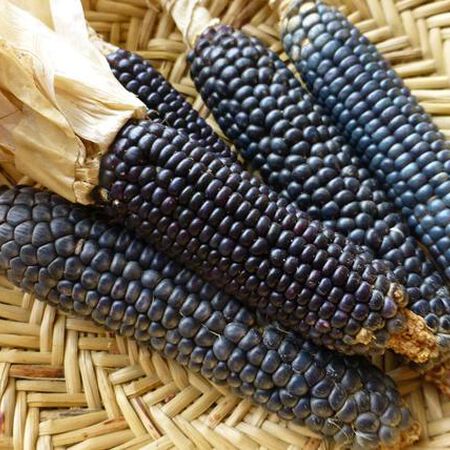 Rio Grande Blue, Corn Seed image number null