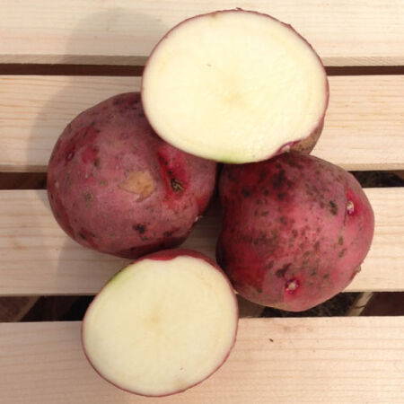 Red Pontiac, Seed Potatoes - 2 Pounds image number null