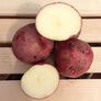 Red Pontiac, Seed Potatoes - 2 Pounds thumbnail number null