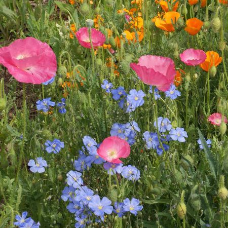 Dry Area Wildflower Seed Mix