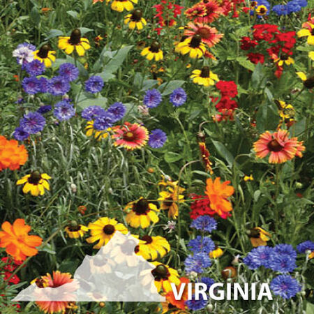 Virginia Blend, Wildflower Seed