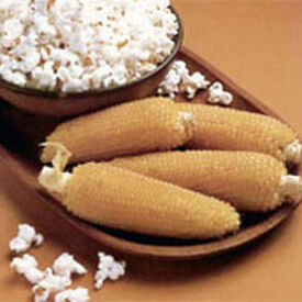 Robust 98114W White Popcorn, (F1) Corn Seed