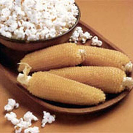 Robust 98114W White Popcorn, Corn Seed - Packet (1 oz.) image number null