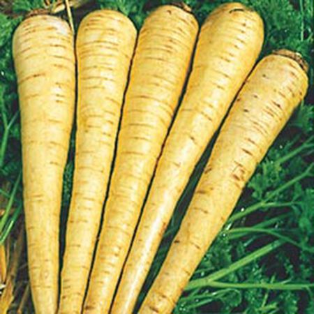 All American, Parsnip Seeds - Packet image number null