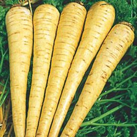 All American, Parsnip Seeds